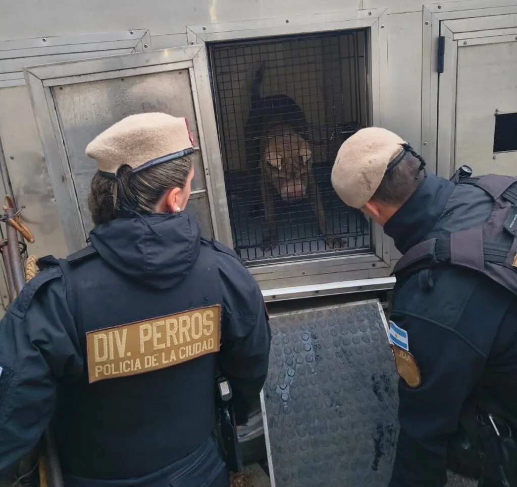 Maltrato animal: rescataron a un perro en estado de abandono en Nueva Pompeya y secuestraron drogas - Pura Ciudad